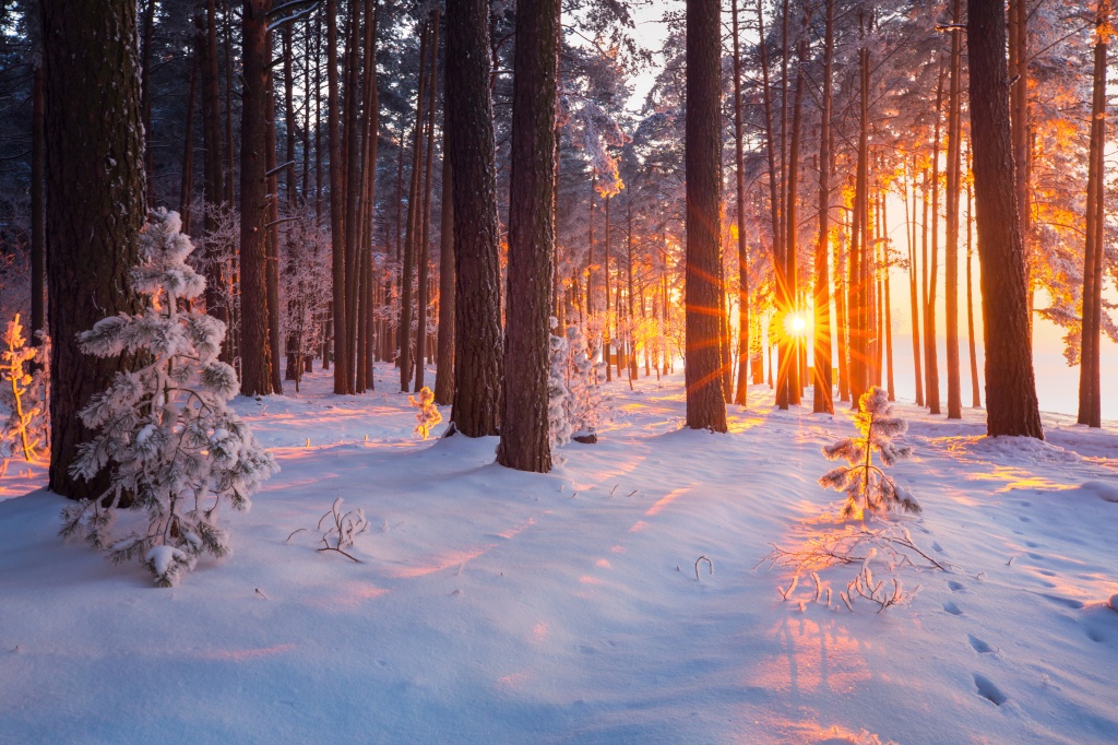 Sunrise in a snowy forest.