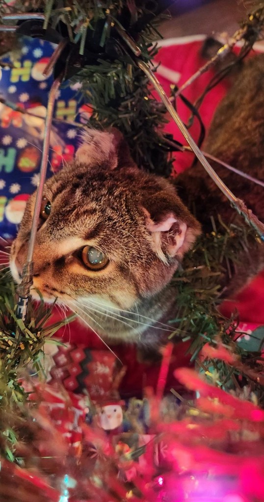 Iggy the Cat in the Tree