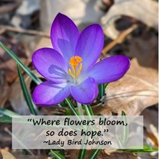 picture of purple crocus blooming against backdrop of oak leaves with the quote: "where flowers bloom, so does hope." by Lady Bird Johnson